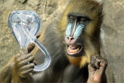A monkey contemplating a Klein bottle.